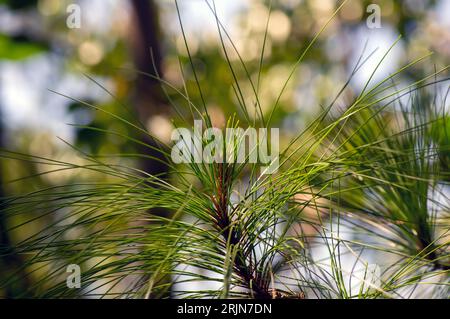 Pinus merkusii (Merkuskiefer oder Sumatrankiefer) junge grüne Blätter im Wald, flacher Fokus. Stockfoto