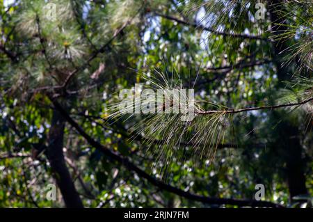 Pinus merkusii (Merkuskiefer oder Sumatrankiefer) junge grüne Blätter im Wald, flacher Fokus. Stockfoto