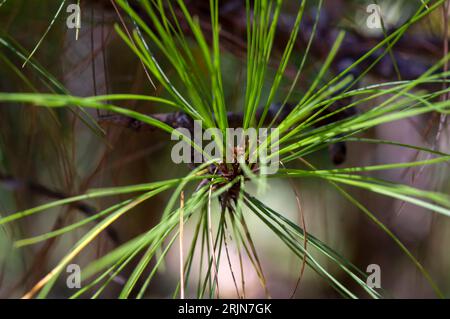 Pinus merkusii (Merkuskiefer oder Sumatrankiefer) junge grüne Blätter im Wald, flacher Fokus. Stockfoto