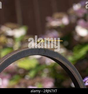 Eine stillende weibliche Southern Hawker-Libelle Stockfoto