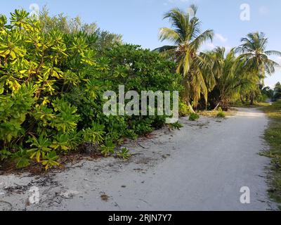 Ein Sandweg, gesäumt von Palmen und Büschen vor einem blauen Himmel Stockfoto