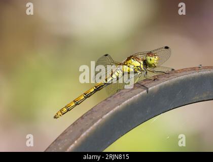 Eine stillende weibliche Southern Hawker-Libelle Stockfoto