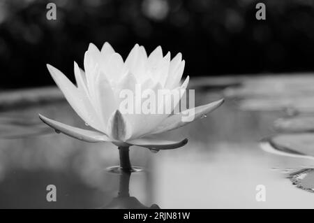 White Water Lily in Monochrome Stockfoto
