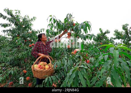 Luannan County - 18. September 2018: Pfirsichbauern in der Obstplantage, Luannan County, Provinz Hebei, China Stockfoto