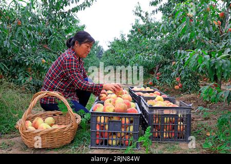 Luannan County - 18. September 2018: Pfirsichbauern in der Obstplantage, Luannan County, Provinz Hebei, China Stockfoto