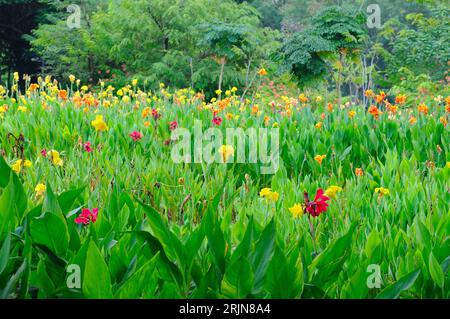 Ein üppiger Garten mit vielen blühenden Pflanzen Stockfoto