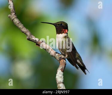 Ein lebendiger männlicher rubinhaltiger Kolibri, der auf einem schmalen Baumzweig in einer üppigen Waldlandschaft thront Stockfoto