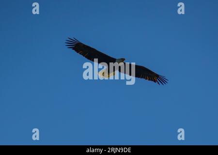 Ein majestätischer Weißkopfseeadler ist am blauen Himmel zu sehen. Stockfoto