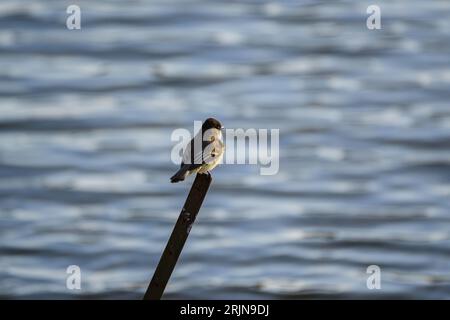 Die östliche phoebe thront auf einem Metallmast, der im Hintergrund vor einem ruhigen Gewässer steht. Stockfoto