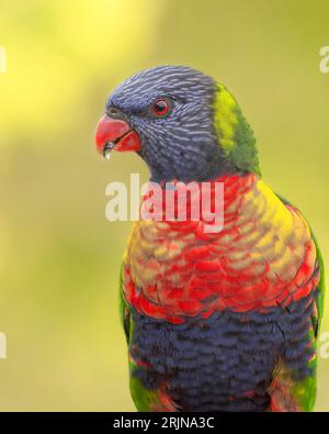 Ein lebendiges Rainbow Lorikeet, das sich an einer Zweigstelle in der Stadt Bega, New South Wales, Australien, befindet Stockfoto