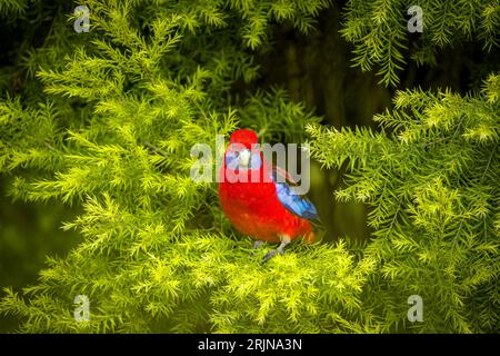 Ein lebhafter, karmesinroter Rosella auf einem Ast in einer üppigen, natürlichen Umgebung mit grünen Bäumen und Büschen in Bega, NSW Stockfoto