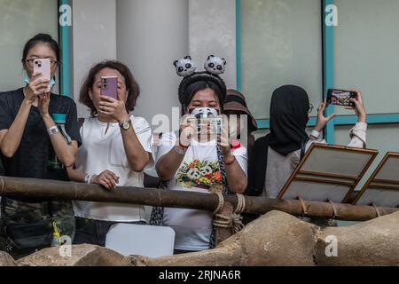 Kuala Lumpur, Kuala Lumpur, Malaysia. August 2023. Die Besucher beobachten Riesenpandas während der Feierlichkeiten zum 17. Geburtstag der Riesenpandas Xing Xing und Liang Liang im National Zoo in Kuala Lumpur am 23. August 2023. Der Malaysia National Zoo feiert den 17. Geburtstag von Pandas Xing Xing und Liang Liang. Beide wurden am 23. August 2006 geboren und kamen im Mai 2014 in Malaysia an, um den 40. Jahrestag der diplomatischen Beziehungen zwischen China und Malaysia zu feiern. (Bild: © Mohd Daud/ZUMA Press Wire) NUR REDAKTIONELLE VERWENDUNG! Nicht für kommerzielle ZWECKE! Stockfoto