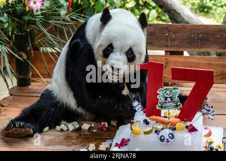 Kuala Lumpur, Kuala Lumpur, Malaysia. August 2023. Riesenpandas Liang Liang während der Feierlichkeiten zum 17. Geburtstag der Riesenpandas Xing Xing und Liang Liang im National Zoo in Kuala Lumpur am 23. August 2023. Der Malaysia National Zoo feiert den 17. Geburtstag von Pandas Xing Xing und Liang Liang. Beide wurden am 23. August 2006 geboren und kamen im Mai 2014 in Malaysia an, um den 40. Jahrestag der diplomatischen Beziehungen zwischen China und Malaysia zu feiern. (Bild: © Mohd Daud/ZUMA Press Wire) NUR REDAKTIONELLE VERWENDUNG! Nicht für kommerzielle ZWECKE! Stockfoto