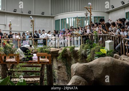 Kuala Lumpur, Kuala Lumpur, Malaysia. August 2023. Die Besucher beobachten Riesenpandas während der Feierlichkeiten zum 17. Geburtstag der Riesenpandas Xing Xing und Liang Liang im National Zoo in Kuala Lumpur am 23. August 2023. Der Malaysia National Zoo feiert den 17. Geburtstag von Pandas Xing Xing und Liang Liang. Beide wurden am 23. August 2006 geboren und kamen im Mai 2014 in Malaysia an, um den 40. Jahrestag der diplomatischen Beziehungen zwischen China und Malaysia zu feiern. (Bild: © Mohd Daud/ZUMA Press Wire) NUR REDAKTIONELLE VERWENDUNG! Nicht für kommerzielle ZWECKE! Stockfoto
