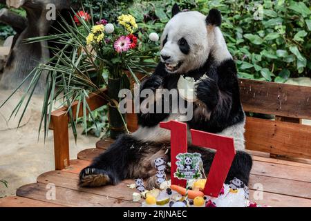 Kuala Lumpur, Kuala Lumpur, Malaysia. August 2023. Riesenpandas Liang Liang während der Feierlichkeiten zum 17. Geburtstag der Riesenpandas Xing Xing und Liang Liang im National Zoo in Kuala Lumpur am 23. August 2023. Der Malaysia National Zoo feiert den 17. Geburtstag von Pandas Xing Xing und Liang Liang. Beide wurden am 23. August 2006 geboren und kamen im Mai 2014 in Malaysia an, um den 40. Jahrestag der diplomatischen Beziehungen zwischen China und Malaysia zu feiern. (Bild: © Mohd Daud/ZUMA Press Wire) NUR REDAKTIONELLE VERWENDUNG! Nicht für kommerzielle ZWECKE! Stockfoto