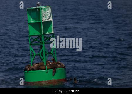 Eine Gruppe von Robben, die auf einer grünen Meeresboje ruhen. Stockfoto