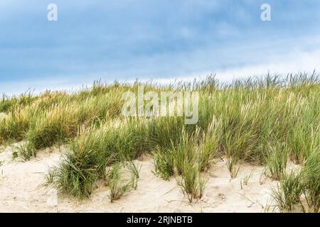 Dünen auf Rindby Beach Fanoe an der Nordsee, Dänemark Stockfoto