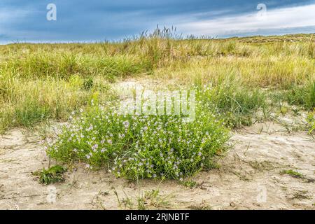 Dünen auf Rindby Beach Fanoe an der Nordsee, Dänemark Stockfoto