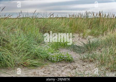 Dünen auf Rindby Beach Fanoe an der Nordsee, Dänemark Stockfoto