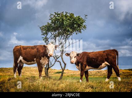 Zwei Kühe starren unter einem kleinen Windbaum, Fanoe, Dänemark Stockfoto
