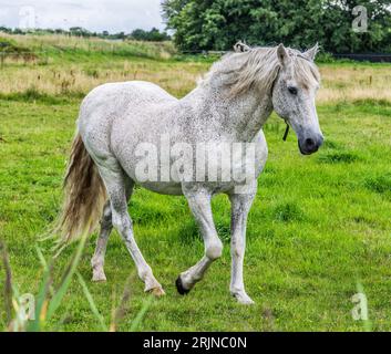 Gepunktete weiße Pferde in Dänemark Stockfoto