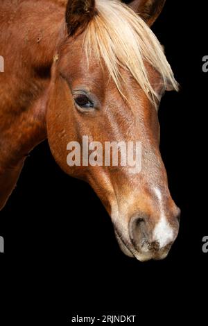 Ein schönes Porträt eines Pferdes mit schwarzem Hintergrund Stockfoto