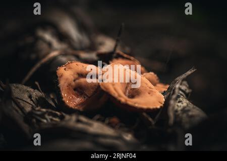 Makrofotografie eines Galiella rufa, allgemein bekannt als Erdnussbutter-Cup-Pilz Stockfoto