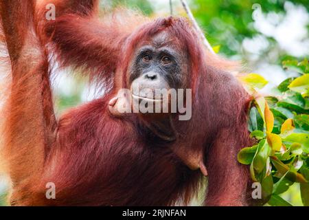 Ein reifer Orang-Utan im Tanjung Puting Nationalpark in Indonesien Stockfoto