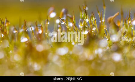 Ein üppiges, grünes Grasfeld mit Tautropfen, die in der Sonne glitzern Stockfoto