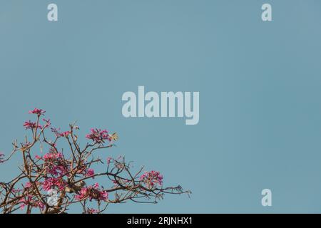 pink flowers on the trees background Stock Photo