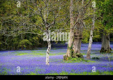 Ein Gebiet des Common English Bluebells Hyacinthoides, das nicht in der Geschichte der ruhigen Enys Gardens in Penryn in Cornwall im Vereinigten Königreich steht. Stockfoto