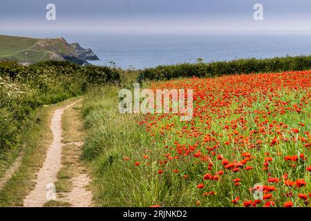 Der atemberaubende Anblick eines Feldes voller Common Poppies Papaver Rhoeas an der Küste von Crantock Bay in Newquay in Cornwall, Großbritannien in Europa. Stockfoto