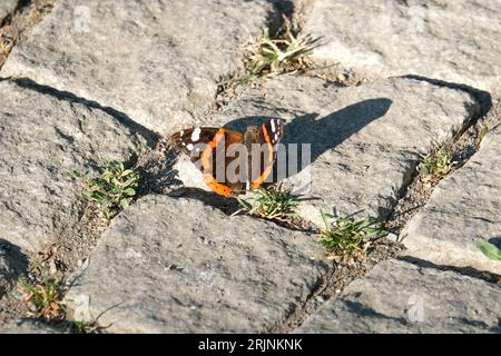 Nahaufnahme von Red Admiral Vanessa atalanta Schmetterling auf dem Boden. Selektiver Fokus eingeschlossen. Stockfoto
