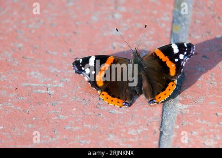 Nahaufnahme von Red Admiral Vanessa atalanta Schmetterling auf dem Boden. Selektiver Fokus eingeschlossen. Stockfoto