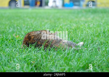 Close up dark brown cat lying sleeping in grass at park. Selective focus of cat. Stockfoto