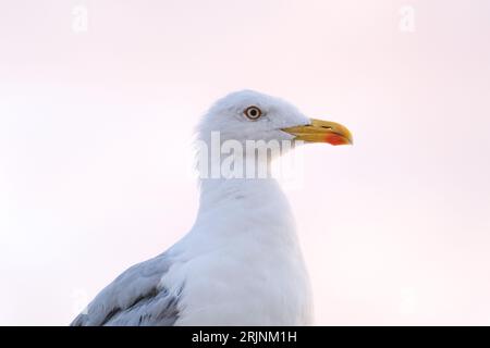 Nahaufnahme von Möwenkopfhalsschnabeldetails mit verschwommenem Hintergrund. Selektiver Fokus des Bereichs. Offener Bereich. Stockfoto