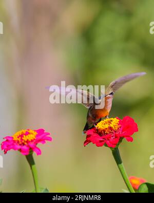 Ein rubinroter Kolibri (Archilochus colubris) thront auf einer lebendigen Blume Stockfoto