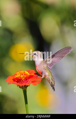 Ein rubinroter Kolibri (Archilochus colubris) thront auf einer lebendigen Blume Stockfoto