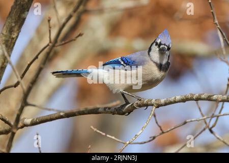 Ein Blauer jay (Cyanocitta cristata) thront auf einem Ast in einem Baum, umgeben von einer ruhigen Landschaft Stockfoto