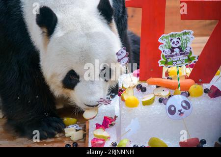 (230823) -- KUALA LUMPUR, 23. August 2023 (Xinhua) -- Riesenpanda Xing Xing genießt Geburtstagsgeschenke im Giant Panda Conservation Center im Zoo Negara in der Nähe von Kuala Lumpur, Malaysia, 23. August 2023. Das Riesenpaarpaar Xing Xing und Liang Liang spielen weiterhin ihre Rolle als „Botschafter“ in Malaysia, als das Paar am Mittwoch 17 wurde. In einer Zeremonie wurden den riesigen Pandas, die seit ihrer Ankunft hier im Jahr 2014 eine herausragende Rolle bei der Förderung der engen und harmonischen Beziehung zwischen China und Malaysia gespielt haben, ein „Eiskuchen“ sowie andere Leckereien zu ihrem besonderen Tag präsentiert Stockfoto