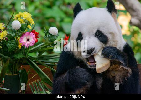 (230823) -- KUALA LUMPUR, 23. August 2023 (Xinhua) -- Riesenpanda Xing Xing genießt Geburtstagsgeschenke im Giant Panda Conservation Center im Zoo Negara in der Nähe von Kuala Lumpur, Malaysia, 23. August 2023. Das Riesenpaarpaar Xing Xing und Liang Liang spielen weiterhin ihre Rolle als „Botschafter“ in Malaysia, als das Paar am Mittwoch 17 wurde. In einer Zeremonie wurden den riesigen Pandas, die seit ihrer Ankunft hier im Jahr 2014 eine herausragende Rolle bei der Förderung der engen und harmonischen Beziehung zwischen China und Malaysia gespielt haben, ein „Eiskuchen“ sowie andere Leckereien zu ihrem besonderen Tag präsentiert Stockfoto