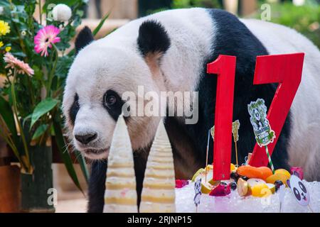 (230823) -- KUALA LUMPUR, 23. August 2023 (Xinhua) -- Riesenpanda Xing Xing genießt Geburtstagsgeschenke im Giant Panda Conservation Center im Zoo Negara in der Nähe von Kuala Lumpur, Malaysia, 23. August 2023. Das Riesenpaarpaar Xing Xing und Liang Liang spielen weiterhin ihre Rolle als „Botschafter“ in Malaysia, als das Paar am Mittwoch 17 wurde. In einer Zeremonie wurden den riesigen Pandas, die seit ihrer Ankunft hier im Jahr 2014 eine herausragende Rolle bei der Förderung der engen und harmonischen Beziehung zwischen China und Malaysia gespielt haben, ein „Eiskuchen“ sowie andere Leckereien zu ihrem besonderen Tag präsentiert Stockfoto