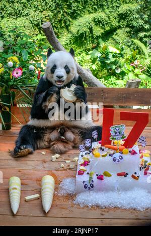 (230823) -- KUALA LUMPUR, 23. August 2023 (Xinhua) -- Riesenpanda Xing Xing genießt Geburtstagsgeschenke im Giant Panda Conservation Center im Zoo Negara in der Nähe von Kuala Lumpur, Malaysia, 23. August 2023. Das Riesenpaarpaar Xing Xing und Liang Liang spielen weiterhin ihre Rolle als „Botschafter“ in Malaysia, als das Paar am Mittwoch 17 wurde. In einer Zeremonie wurden den riesigen Pandas, die seit ihrer Ankunft hier im Jahr 2014 eine herausragende Rolle bei der Förderung der engen und harmonischen Beziehung zwischen China und Malaysia gespielt haben, ein „Eiskuchen“ sowie andere Leckereien zu ihrem besonderen Tag präsentiert Stockfoto