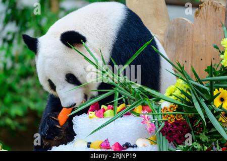 (230823) -- KUALA LUMPUR, 23. August 2023 (Xinhua) -- der Riesenpanda Liang Liang genießt Geburtstagsgeschenke im Giant Panda Conservation Center im Zoo Negara in der Nähe von Kuala Lumpur, Malaysia, 23. August 2023. Das Riesenpaarpaar Xing Xing und Liang Liang spielen weiterhin ihre Rolle als „Botschafter“ in Malaysia, als das Paar am Mittwoch 17 wurde. In einer Zeremonie wurden den riesigen Pandas, die seit ihrer Ankunft hier im Jahr 2014 eine herausragende Rolle bei der Förderung der engen und harmonischen Beziehung zwischen China und Malaysia gespielt haben, ein „Eiskuchen“ sowie andere Leckereien zu ihrem besonderen Tag präsentiert Stockfoto