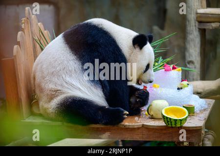 (230823) -- KUALA LUMPUR, 23. August 2023 (Xinhua) -- der Riesenpanda Liang Liang genießt Geburtstagsgeschenke im Giant Panda Conservation Center im Zoo Negara in der Nähe von Kuala Lumpur, Malaysia, 23. August 2023. Das Riesenpaarpaar Xing Xing und Liang Liang spielen weiterhin ihre Rolle als „Botschafter“ in Malaysia, als das Paar am Mittwoch 17 wurde. In einer Zeremonie wurden den riesigen Pandas, die seit ihrer Ankunft hier im Jahr 2014 eine herausragende Rolle bei der Förderung der engen und harmonischen Beziehung zwischen China und Malaysia gespielt haben, ein „Eiskuchen“ sowie andere Leckereien zu ihrem besonderen Tag präsentiert Stockfoto