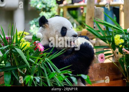 (230823) -- KUALA LUMPUR, 23. August 2023 (Xinhua) -- Riesenpanda Xing Xing genießt Geburtstagsgeschenke im Giant Panda Conservation Center im Zoo Negara in der Nähe von Kuala Lumpur, Malaysia, 23. August 2023. Das Riesenpaarpaar Xing Xing und Liang Liang spielen weiterhin ihre Rolle als „Botschafter“ in Malaysia, als das Paar am Mittwoch 17 wurde. In einer Zeremonie wurden den riesigen Pandas, die seit ihrer Ankunft hier im Jahr 2014 eine herausragende Rolle bei der Förderung der engen und harmonischen Beziehung zwischen China und Malaysia gespielt haben, ein „Eiskuchen“ sowie andere Leckereien zu ihrem besonderen Tag präsentiert Stockfoto