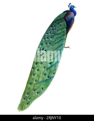 Aquarell Pfau Vogel mit bunten langen Schwanz Illustration isoliert auf weißem Hintergrund. Tropische Natur realistische Detailliertheit in Blau und Grau Stockfoto