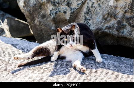 Eine neugierige Tabby-Katze liegt im Schatten einer großen Felsformation und macht eine Pause von der Erkundung der natürlichen Umgebung Stockfoto