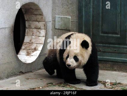 Bildnummer: 51049078 Datum: 06.01.2006 Copyright: imago/Xinhua großer Pandabär in seinem Zwinger im Wolong China Giant Panda Research Center in der Provinz Sichuan - China PUBLICATIONxNOTxINxCHN, Tiere; 2006, Sichuan, Panda, Pandabär, Pandas, Pandabären, Riesenpanda, Riesenpandas, groß, große, großer, Säugetier, Säugetiere, Bär, Bären, Gehege; , quer, Kbdig, Einzelbild, Freisteller, China, , Stockfoto