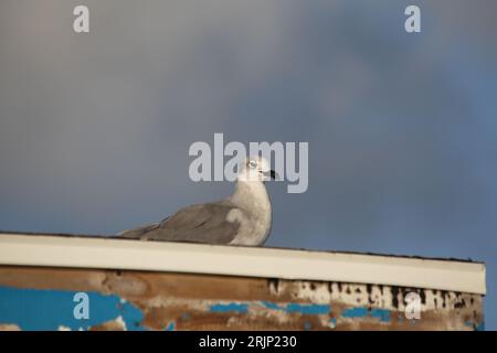 Eine graue Möwe am Rand eines Holzbootes vor dem Hintergrund eines klaren blauen Himmels mit wabernden Wolken Stockfoto